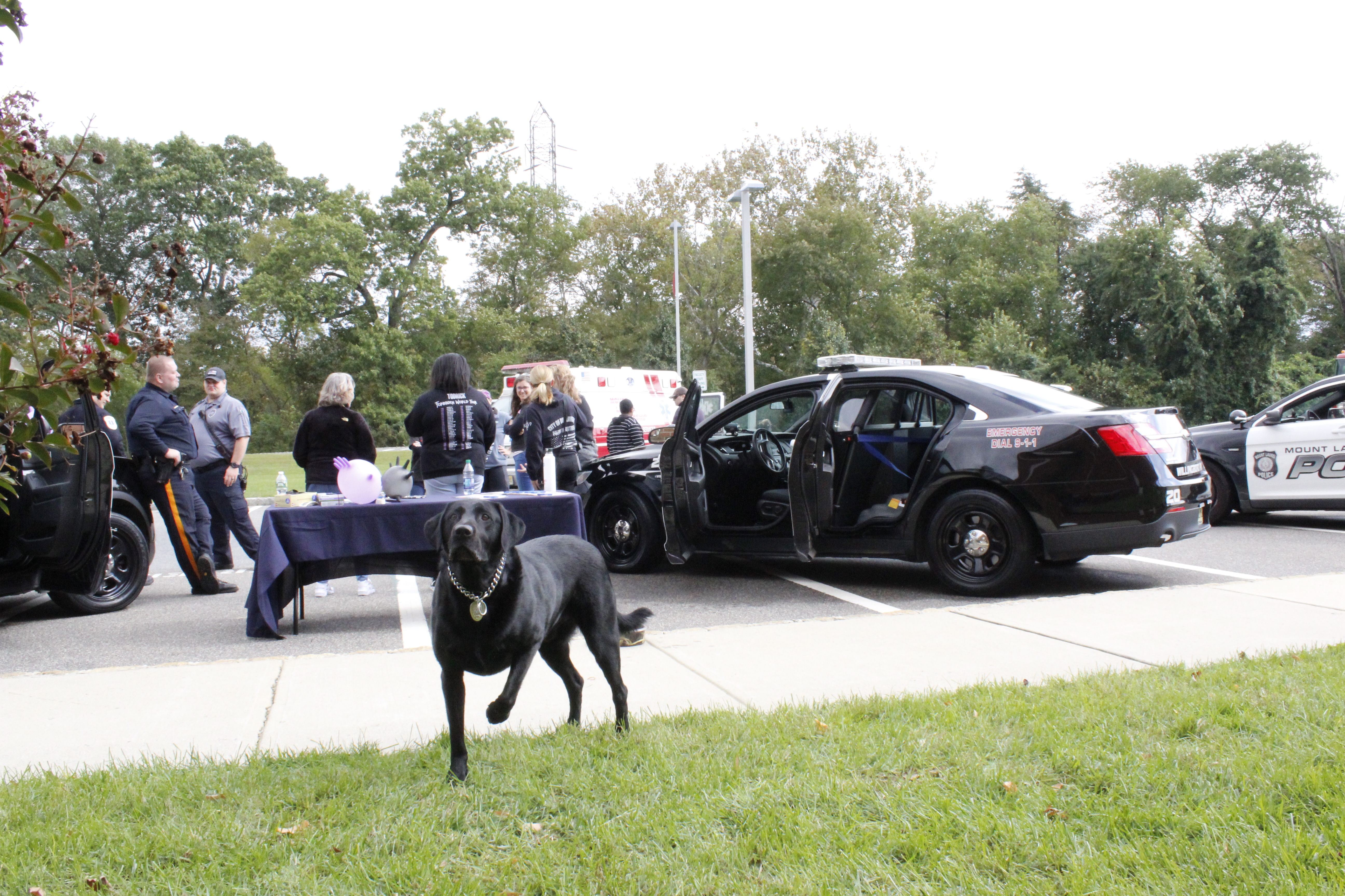 K9 and police cars
