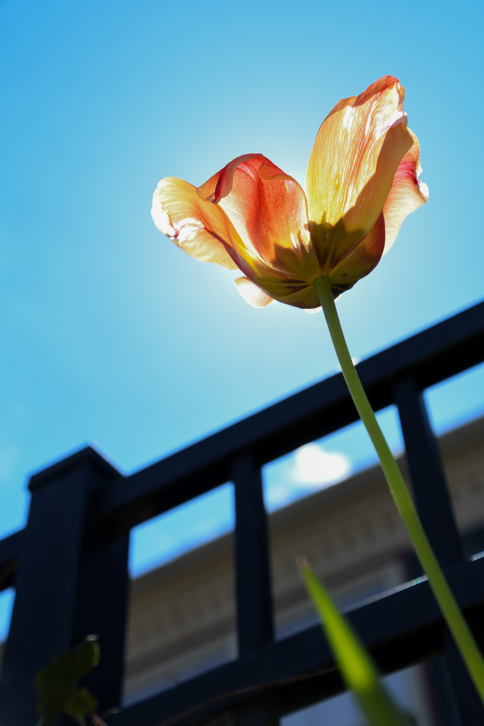 digital photograph of a tulip shining in the sun